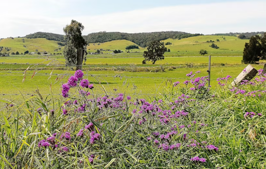 Kiama Blowhole, Farmlands and Beaches Full-Day Tour from Sydney - Image 4